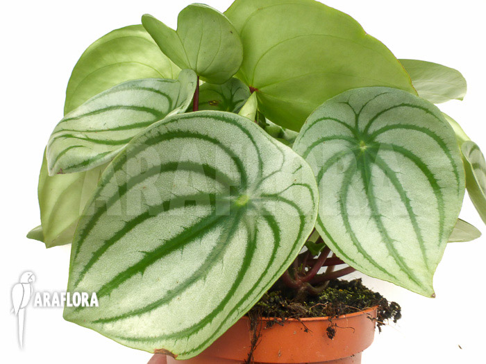 Peperomia argyreia