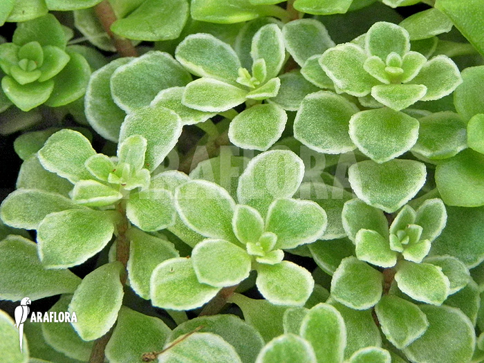 Peperomia brevipes variagata