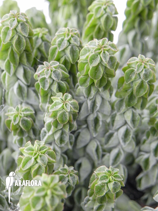 Peperomia columella ‘XL’