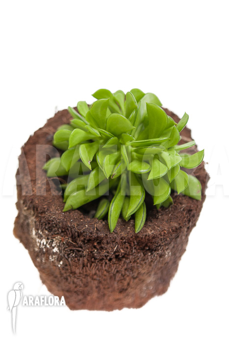 Peperomia dolabriformis