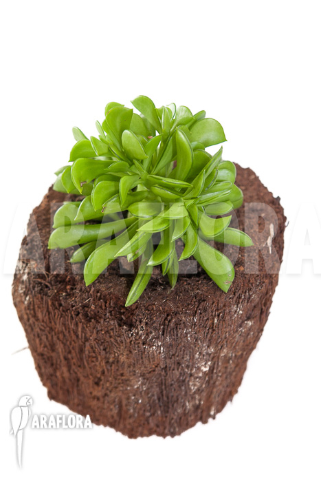 Peperomia dolabriformis