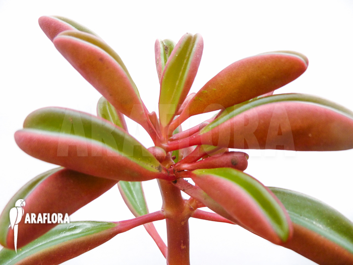 Peperomia graveolens