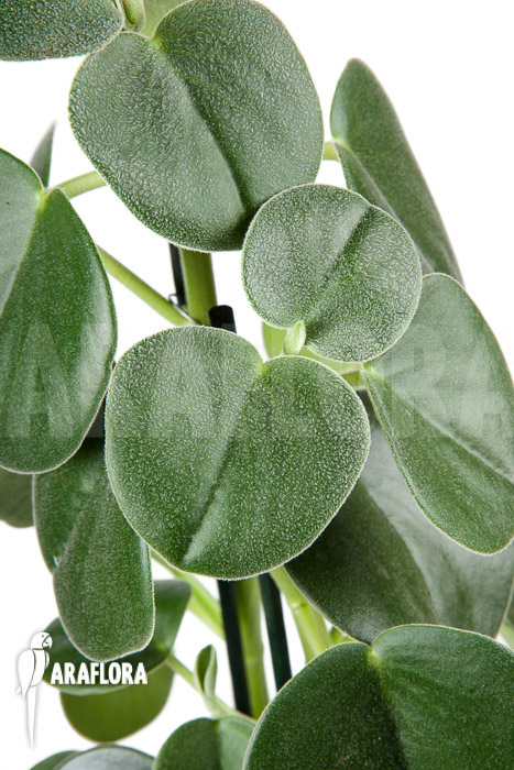 Peperomia hovaria