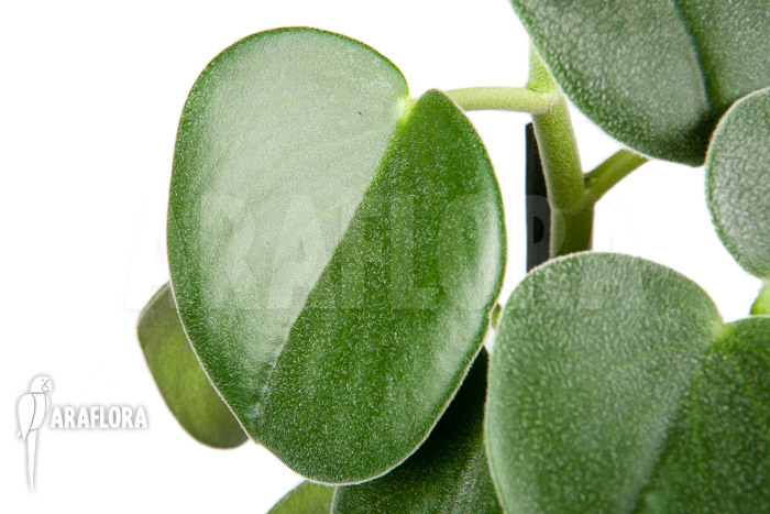 Peperomia hovaria
