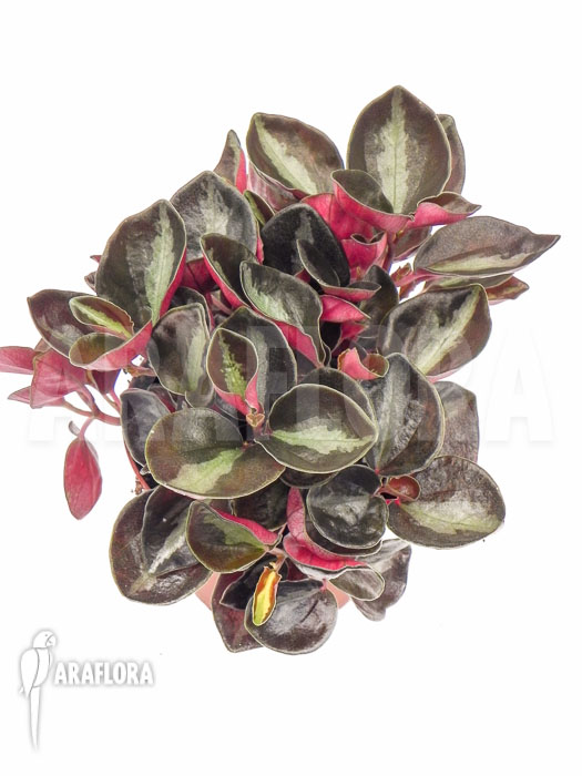 Peperomia metallica var. colombiana