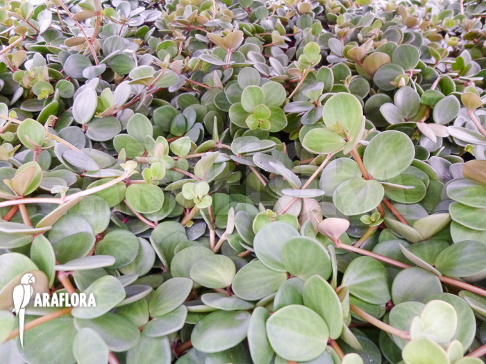 Peperomia pecuniifolia