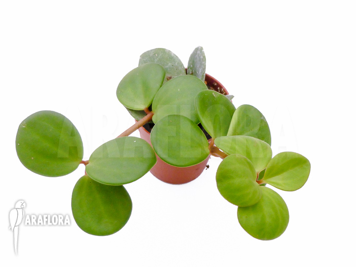 Peperomia pecuniifolia starter