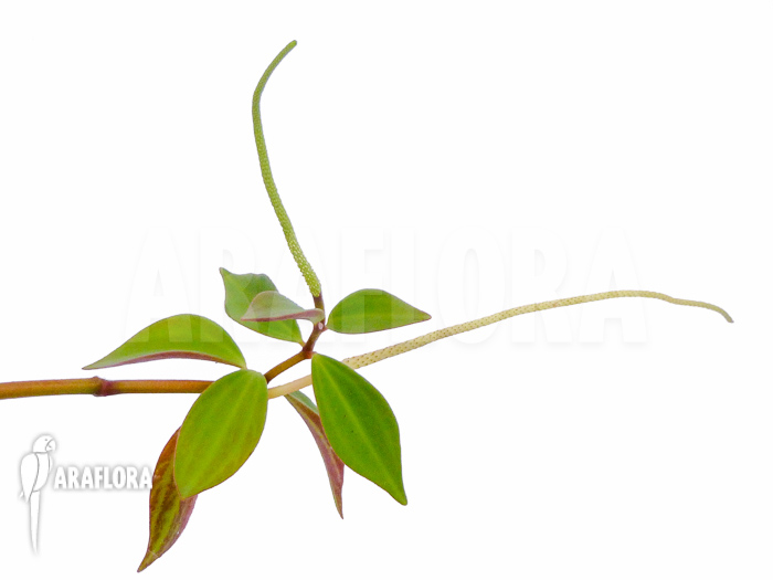 Peperomia pereskiifolia