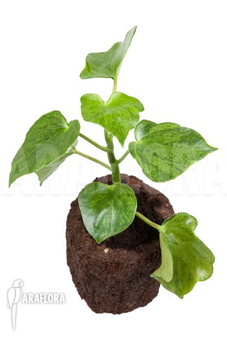 Peperomia polybotrya variagated L