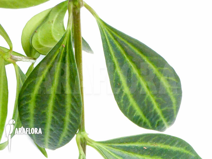 Peperomia puteolata ‘L’