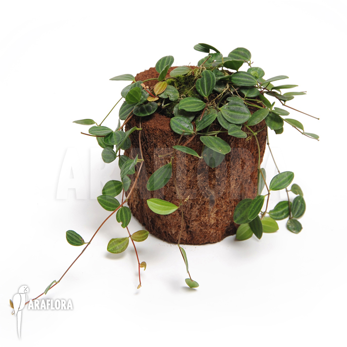 Peperomia quadrangularis