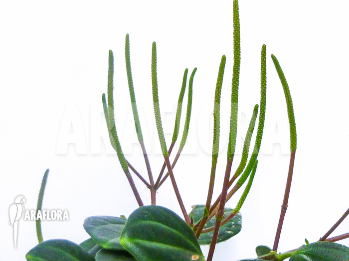 Peperomia quadrangularis flower