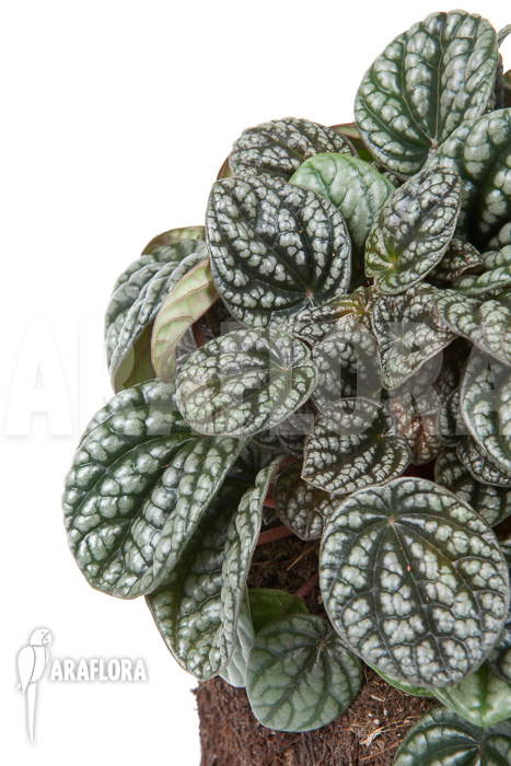 Peperomia-x-burbella-6