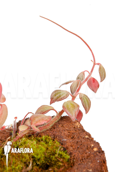 Peperomia x rauvema ‘S’