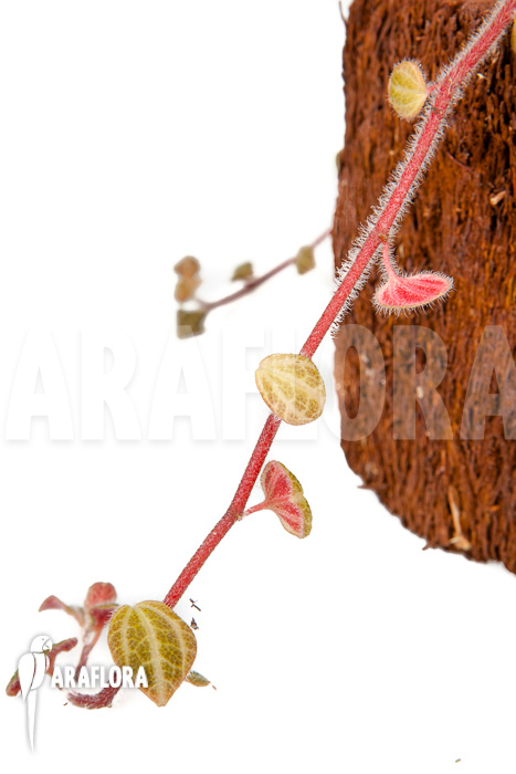 Peperomia x rauvema ‘S’