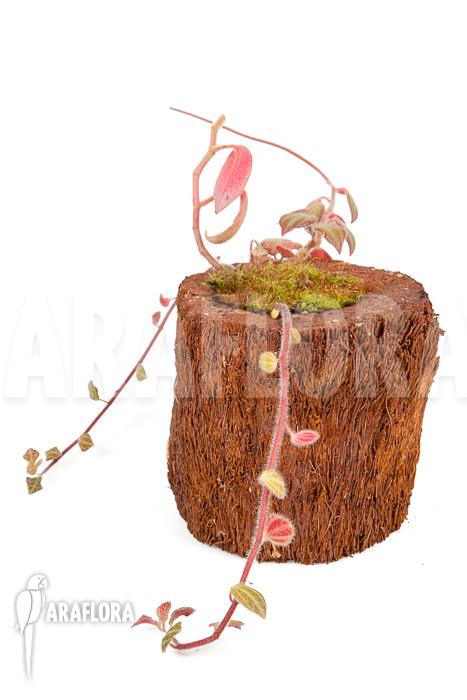 Peperomia x rauvema ‘S’