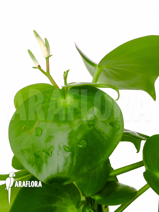 Peperomia x water pearl flower