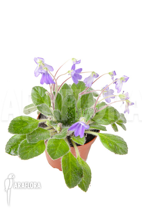 Petrocosmea hybride