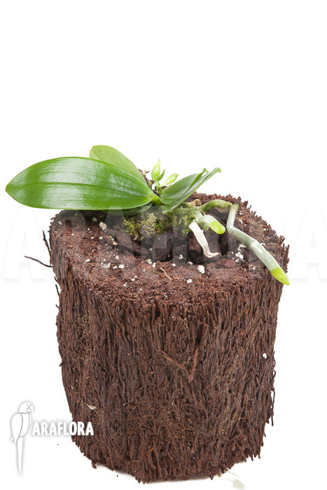 Phalaenopsis mannii var flava