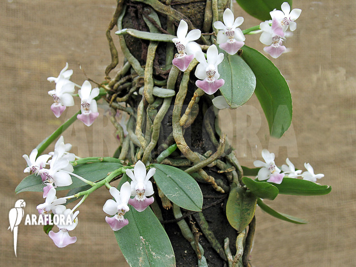 Phalaenopsis parishii var lobbii flower