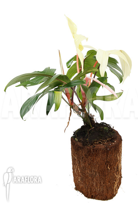 Philodendron Florida Ghost ‘L’