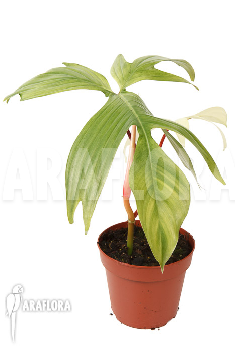 Philodendron Florida Ghost ‘M’