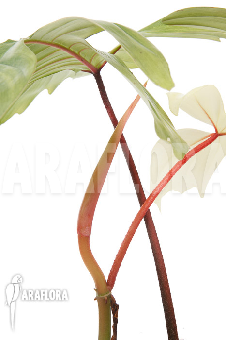 Philodendron Florida Ghost ‘M’