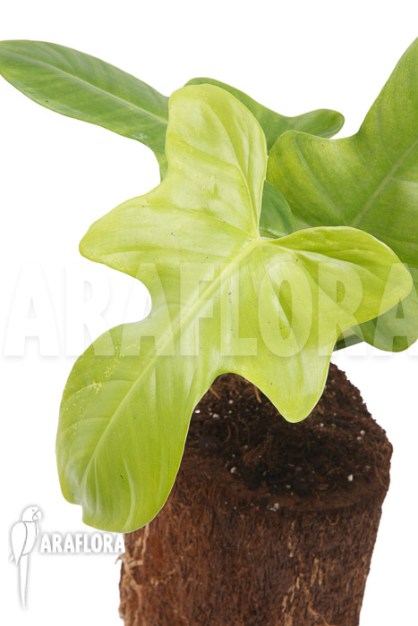 Philodendron ‘Green violin’