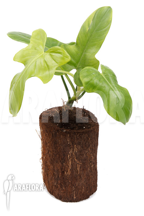 Philodendron ‘Green violin’