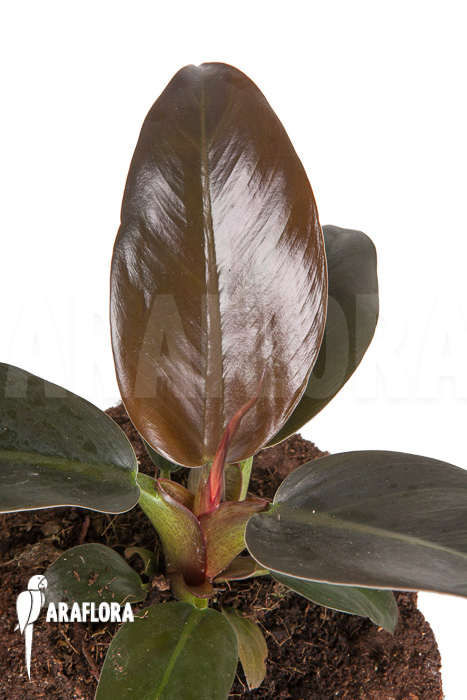 Philodendron ‘Imperial Red’