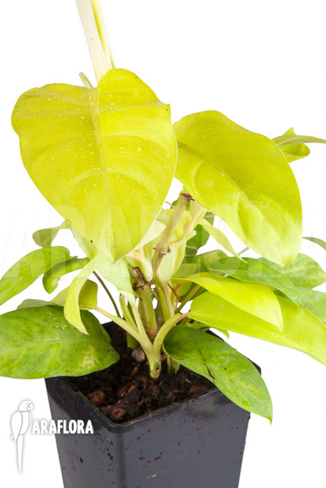 Philodendron “Lemon Lime”