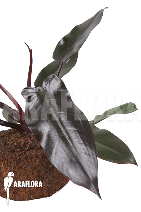 Philodendron ‘Lisa’