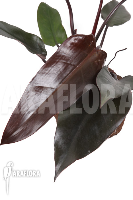 Philodendron ‘Red Heart’