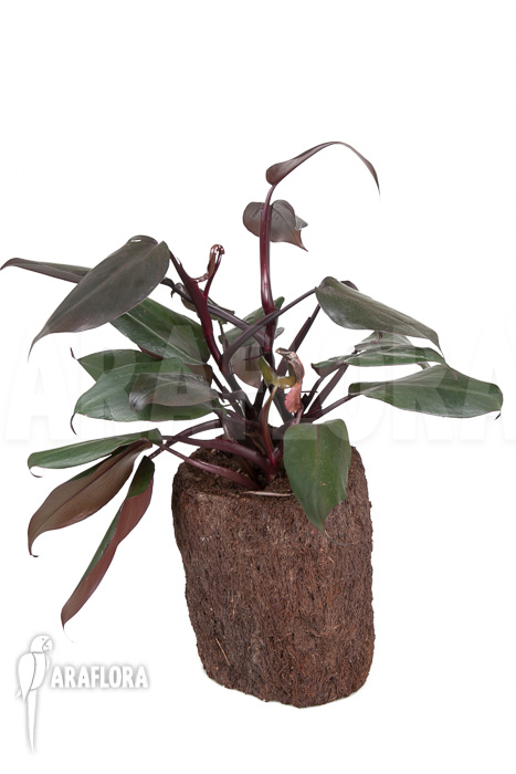 Philodendron ‘New Red’