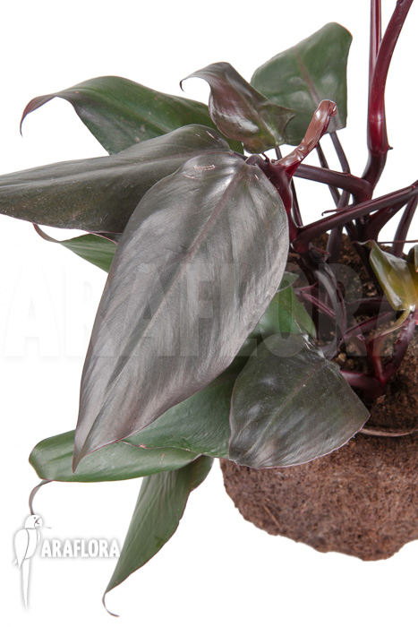 Philodendron ‘New Red’