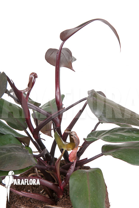 Philodendron ‘New Red’