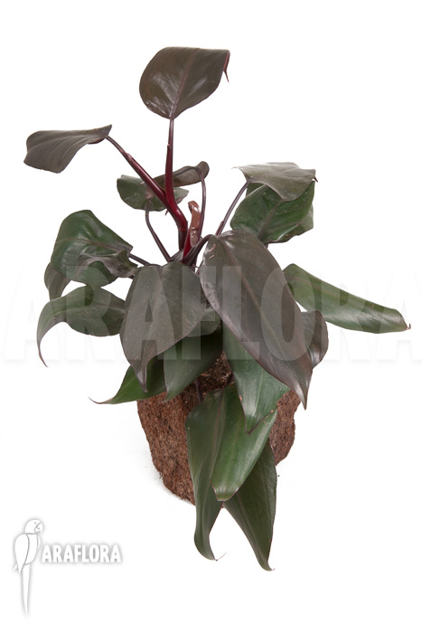Philodendron ‘New Red’
