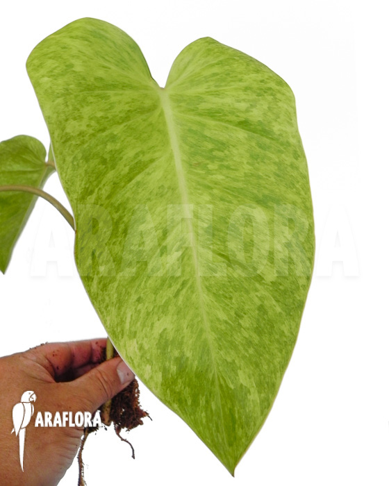 Philodendron Painted Lady starter