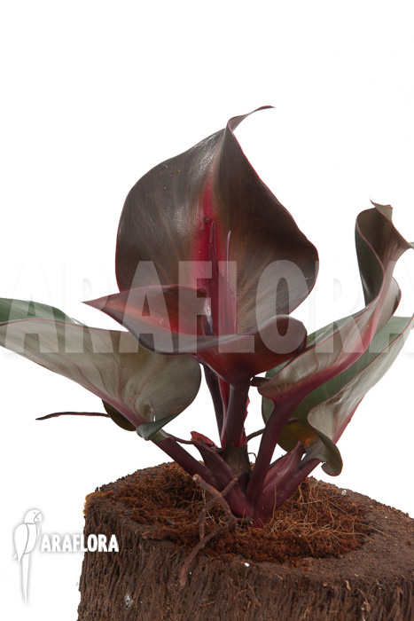 Philodendron ‘Red Heart’