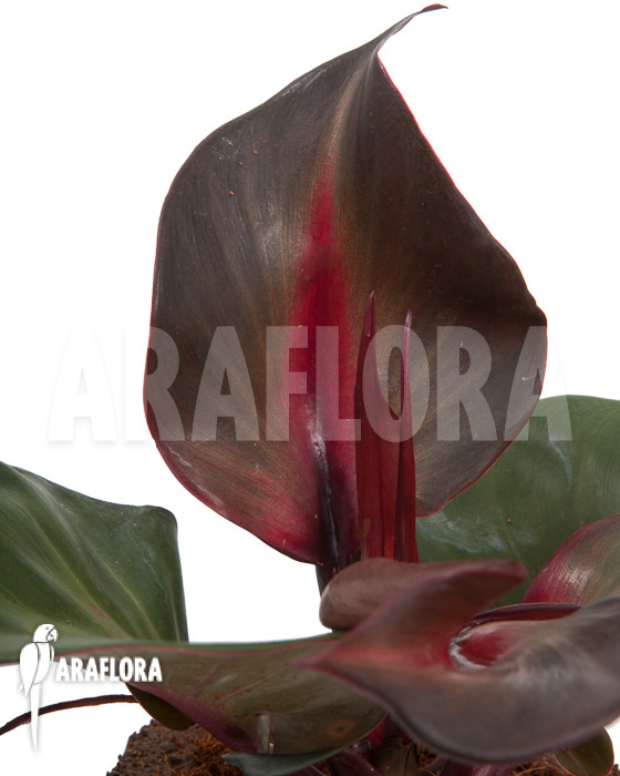 Philodendron ‘Red Heart’