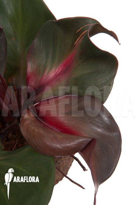 Philodendron ‘Red Heart’