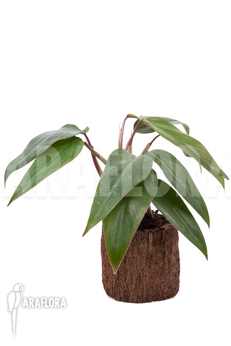 Philodendron ‘Ruby nieuw’