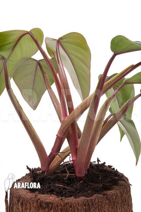Philodendron ‘Ruby nieuw’