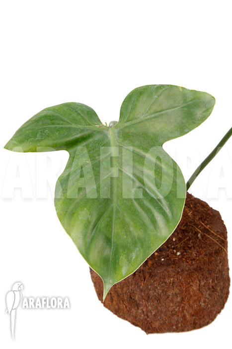 Philodendron applanatum
