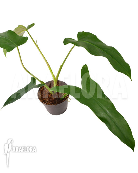 Philodendron atabapoense ‘M’