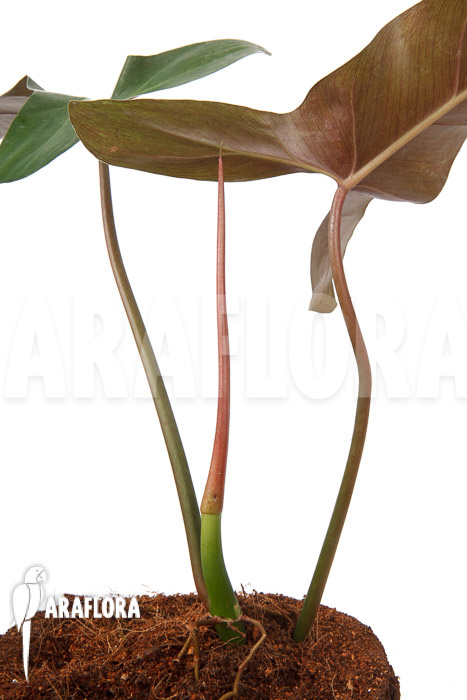 Philodendron atabapoense cutting ‘S’