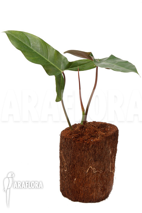 Philodendron atabapoense cutting ‘S’