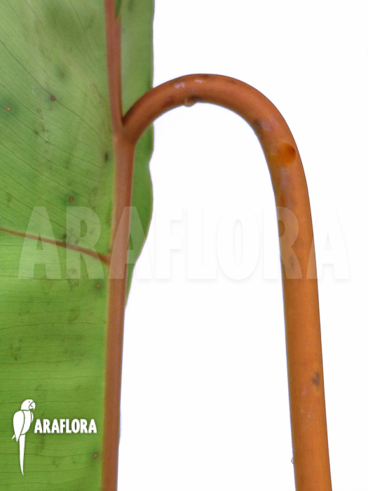 Philodendron billietiae