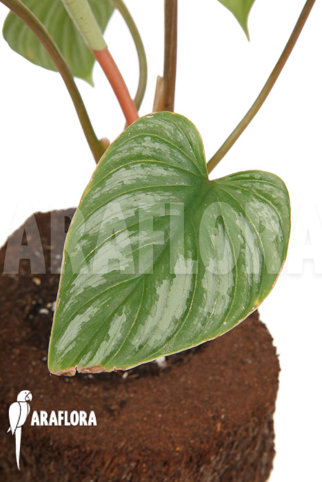 Philodendron brandtianum ‘L’