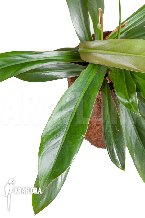Philodendron crassinervium